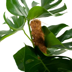 Monstera Deliciosa Op Mosstok - Gatenplant - P19 H80 - Kamerplant -uinbenodigdheden Verkoop 2024 monstera deliciosa op mosstok gatenplant p19 h80 5