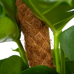 Monstera Deliciosa Op Mosstok - Gatenplant - P19 H80 - Kamerplant -uinbenodigdheden Verkoop 2024 monstera deliciosa op mosstok gatenplant p19 h80 6