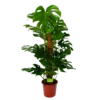 Monstera Deliciosa Op Mosstok - Gatenplant - P24 H120 - Kamerplant 2 Monstera Deliciosa Op Mosstok - Gatenplant - P24 H120 - Kamerplant -uinbenodigdheden Verkoop 2024 monstera deliciosa op mosstok gatenplant p24 h120 1 1