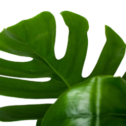 Monstera Deliciosa Op Mosstok - Gatenplant - P24 H120 - Kamerplant 8 Monstera Deliciosa Op Mosstok - Gatenplant - P24 H120 - Kamerplant -uinbenodigdheden Verkoop 2024 monstera deliciosa op mosstok gatenplant p24 h120 6