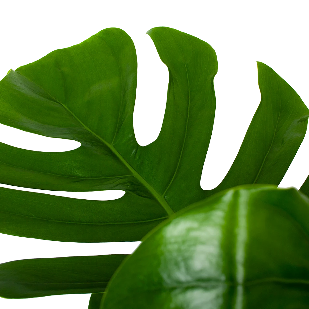 Monstera Deliciosa Op Mosstok - Gatenplant - P24 H120 - Kamerplant 5 Monstera Deliciosa Op Mosstok - Gatenplant - P24 H120 - Kamerplant - Image 3