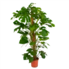 Monstera Deliciosa Op Mosstok - Gatenplant - P24 H150 - Kamerplant 1 Monstera Deliciosa Op Mosstok - Gatenplant - P24 H150 - Kamerplant -uinbenodigdheden Verkoop 2024 monstera deliciosa op mosstok gatenplant p24 h150 1