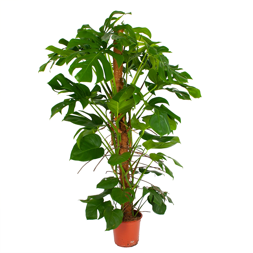 Monstera Deliciosa Op Mosstok - Gatenplant - P24 H150 - Kamerplant 3 Monstera Deliciosa Op Mosstok - Gatenplant - P24 H150 - Kamerplant