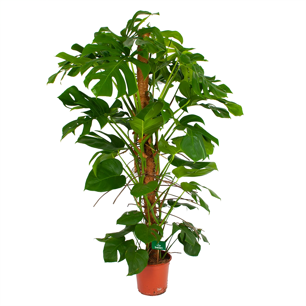 Monstera Deliciosa Op Mosstok - Gatenplant - P24 H150 - Kamerplant 4 Monstera Deliciosa Op Mosstok - Gatenplant - P24 H150 - Kamerplant - Image 2
