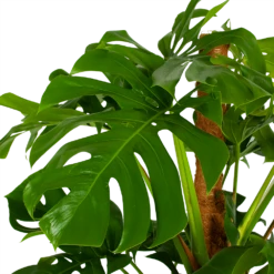 Monstera Deliciosa Op Mosstok - Gatenplant - P24 H150 - Kamerplant 9 Monstera Deliciosa Op Mosstok - Gatenplant - P24 H150 - Kamerplant -uinbenodigdheden Verkoop 2024 monstera deliciosa op mosstok gatenplant p24 h150 5