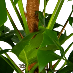 Monstera Deliciosa Op Mosstok - Gatenplant - P24 H150 - Kamerplant 10 Monstera Deliciosa Op Mosstok - Gatenplant - P24 H150 - Kamerplant -uinbenodigdheden Verkoop 2024 monstera deliciosa op mosstok gatenplant p24 h150 6