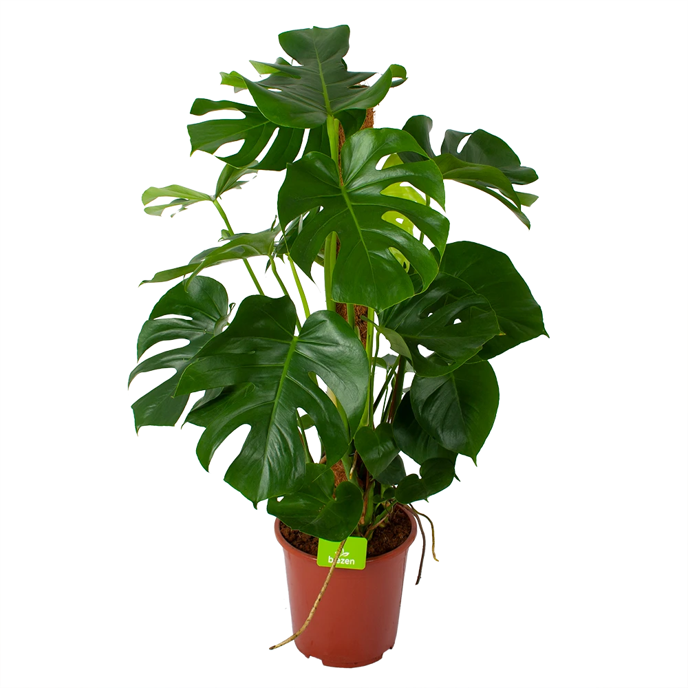 Monstera Deliciosa Op Mosstok - Gatenplant - P27 H120 - Kamerplant 3 Monstera Deliciosa Op Mosstok - Gatenplant - P27 H120 - Kamerplant