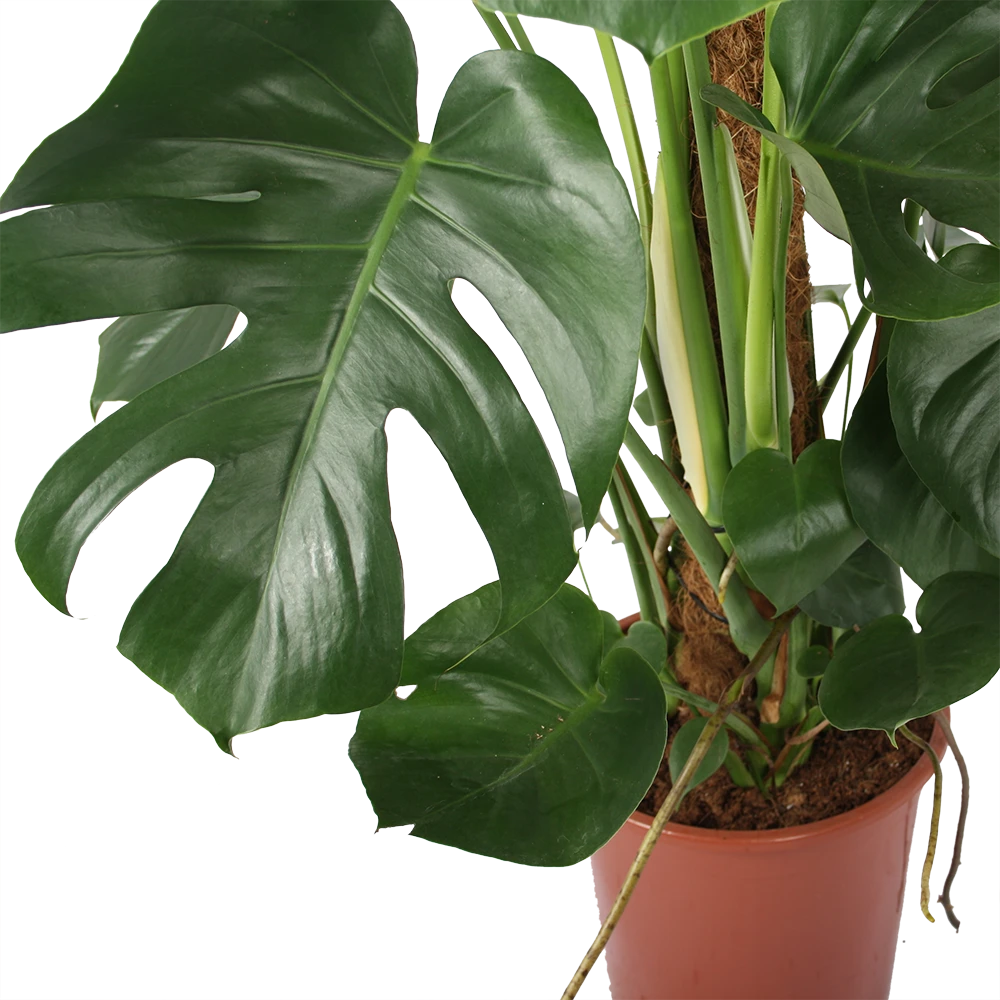 Monstera Deliciosa Op Mosstok - Gatenplant - P27 H120 - Kamerplant 4 Monstera Deliciosa Op Mosstok - Gatenplant - P27 H120 - Kamerplant - Image 2