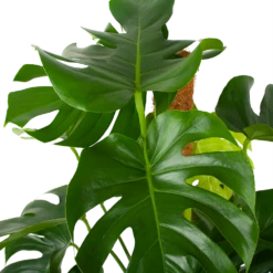 Monstera Deliciosa Op Mosstok - Gatenplant - P27 H120 - Kamerplant 8 Monstera Deliciosa Op Mosstok - Gatenplant - P27 H120 - Kamerplant -uinbenodigdheden Verkoop 2024 monstera deliciosa op mosstok gatenplant p27 h120 6 3