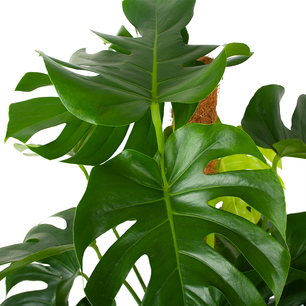 Monstera Deliciosa Op Mosstok - Gatenplant - P27 H120 - Kamerplant 5 Monstera Deliciosa Op Mosstok - Gatenplant - P27 H120 - Kamerplant - Image 3