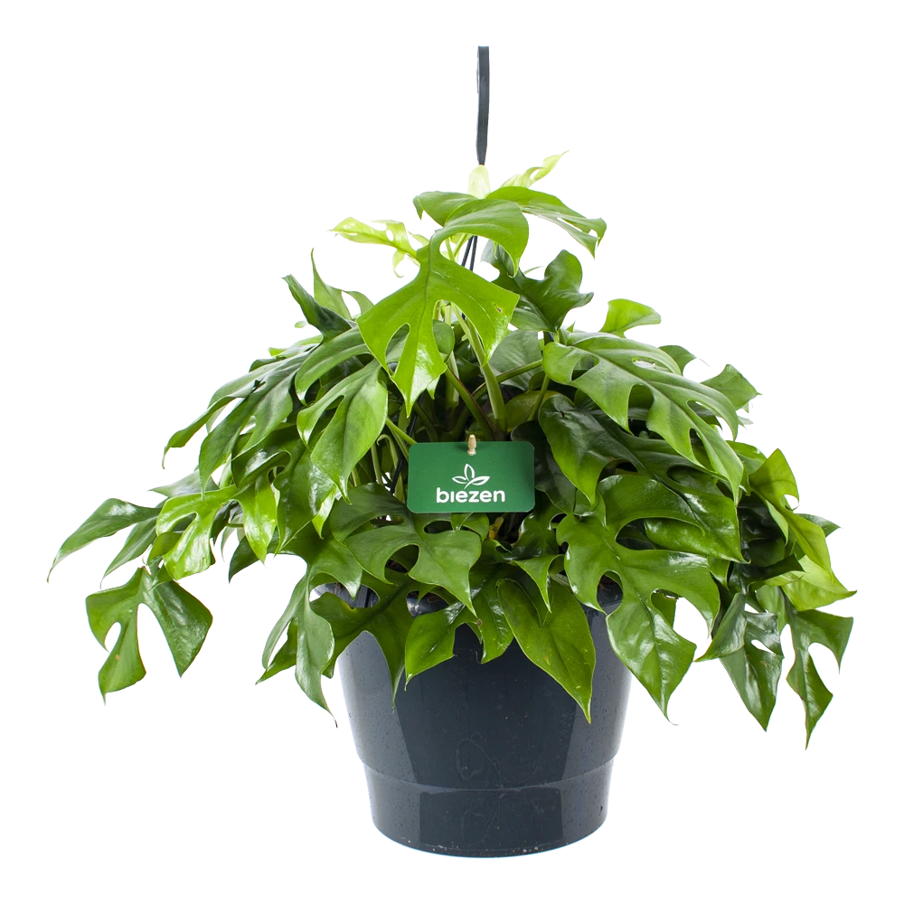 Monstera Minima - Gatenplant - In Hangpot - P27 H30 - Kamerplant 3 Monstera Minima - Gatenplant - In Hangpot - P27 H30 - Kamerplant