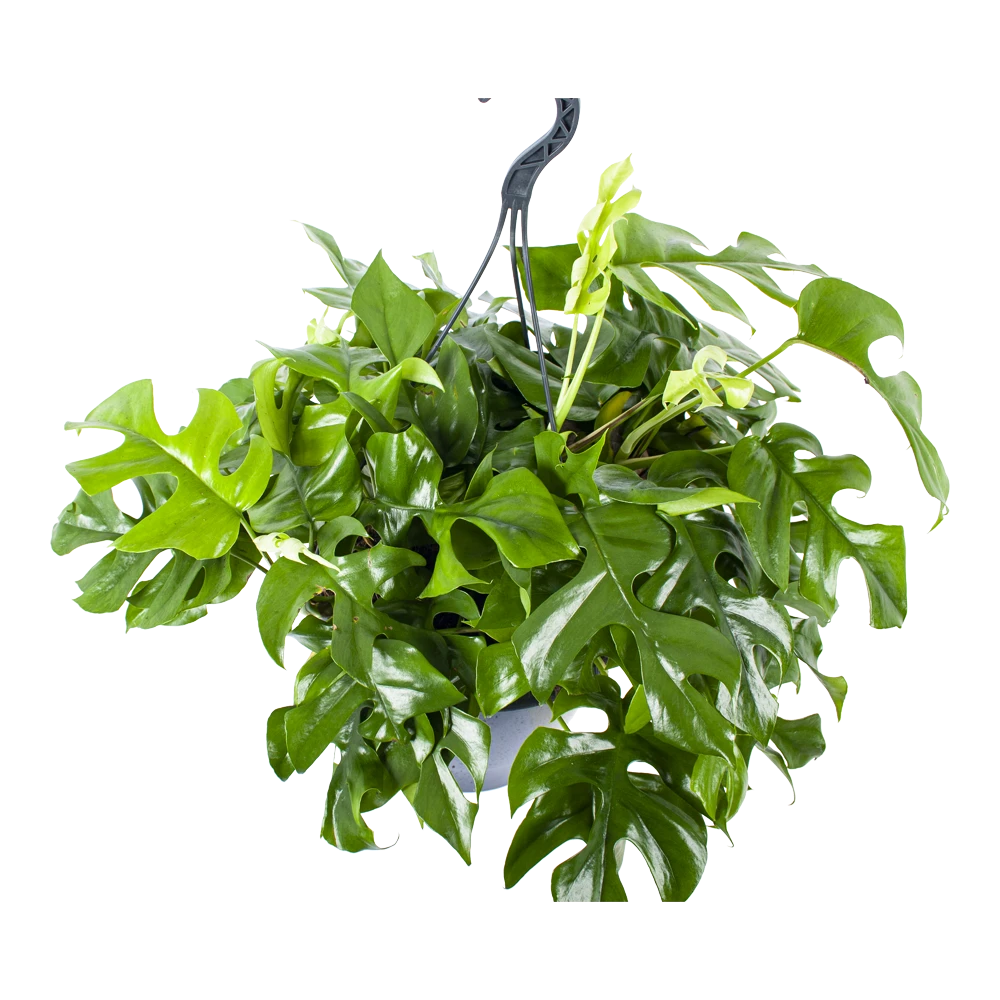 Monstera Minima - Gatenplant - In Hangpot - P27 H30 - Kamerplant 4 Monstera Minima - Gatenplant - In Hangpot - P27 H30 - Kamerplant - Image 2