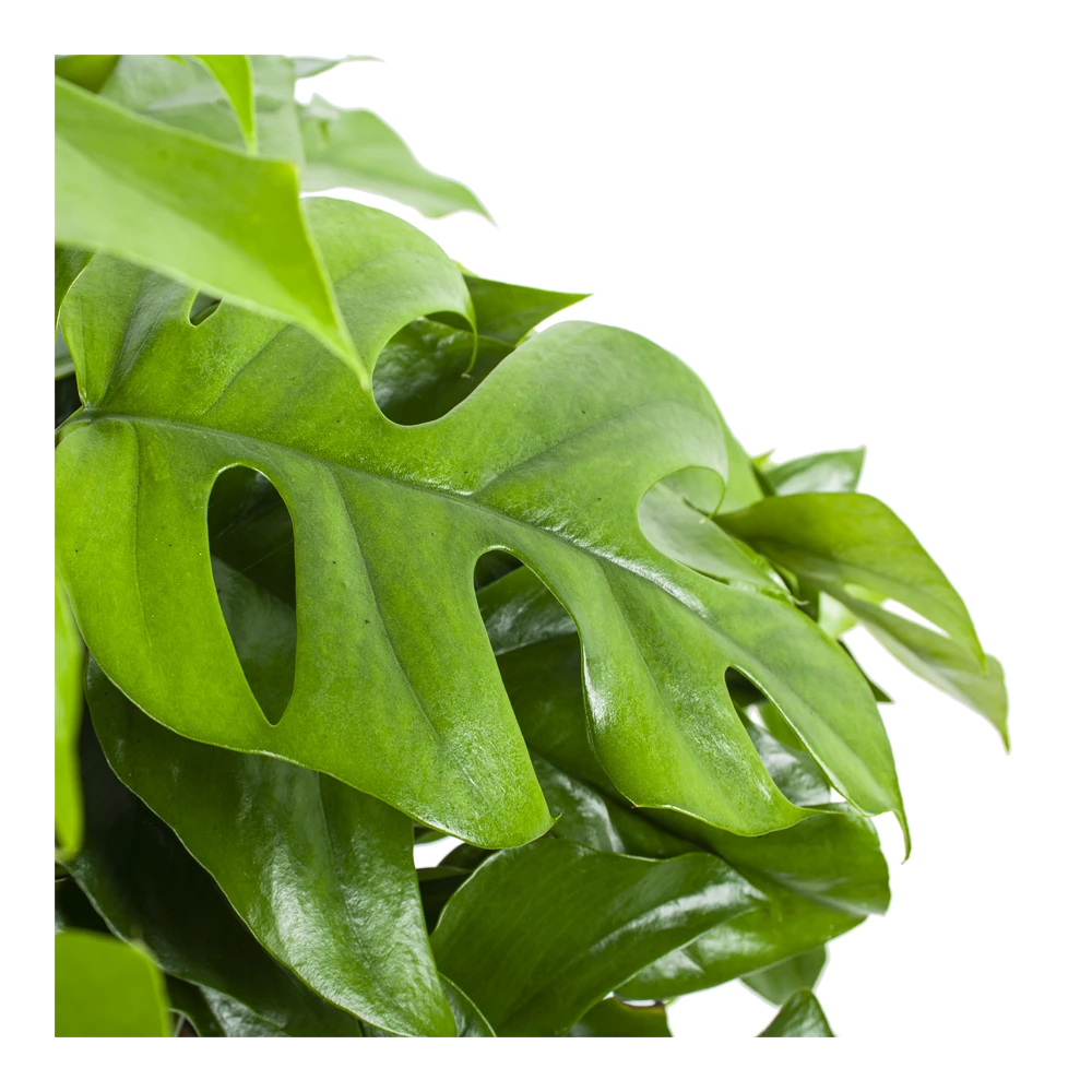 Monstera Minima - Gatenplant - In Hangpot - P27 H30 - Kamerplant 5 Monstera Minima - Gatenplant - In Hangpot - P27 H30 - Kamerplant - Image 3