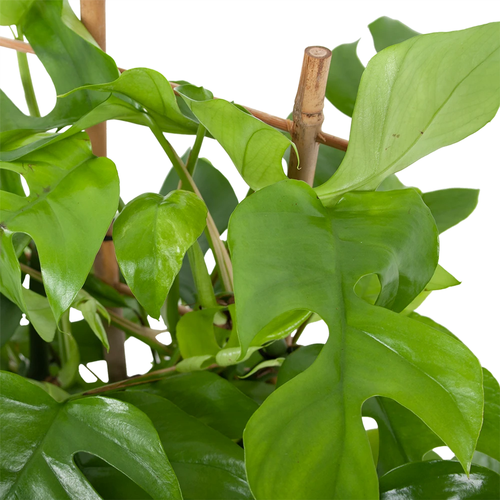 Monstera Minima Met Rekje Gatenplant P17 H65 - Kamerplant 4 Monstera Minima Met Rekje Gatenplant P17 H65 - Kamerplant - Image 2