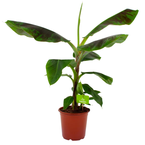 Musa Dwarf Cavendish - Bananenplant - P21 H90 - Kamerplant 2 Musa Dwarf Cavendish - Bananenplant - P21 H90 - Kamerplant -uinbenodigdheden Verkoop 2024 musa dwarf cavendish bananenplant p21 h90 4