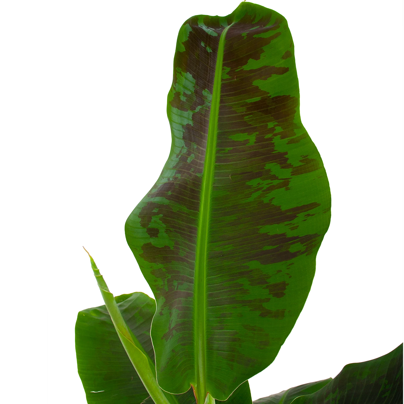 Musa Dwarf Cavendish - Bananenplant - P21 H90 - Kamerplant 4 Musa Dwarf Cavendish - Bananenplant - P21 H90 - Kamerplant - Image 2