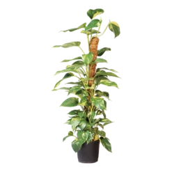 Nature - Kokosplantstok H120cm U00f860mm 8 Nature - Kokosplantstok H120cm U00f860mm -uinbenodigdheden Verkoop 2024 nature kokosplantstok h120cm o60mm 3 2