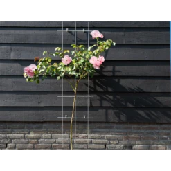 Nature - Metalen Klimrek Geplastificeerd Groen H145x42,5cm 8 Nature - Metalen Klimrek Geplastificeerd Groen H145x42,5cm -uinbenodigdheden Verkoop 2024 nature metalen klimrek geplastificeerd groen h145x42 5cm 3 2