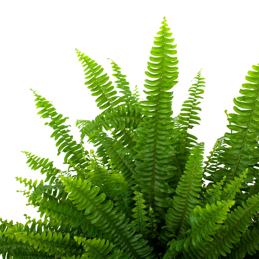 Nephrolepis Exalata Green Lady - Krulvaren - P19 H60 - Kamerplant 4 Nephrolepis Exalata Green Lady - Krulvaren - P19 H60 - Kamerplant - Image 2