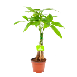 Pachira Aquatica - Geldboom - P12 H45 - Kamerplant