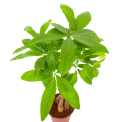 Pachira Aquatica - Geldboom - P12 H45 - Kamerplant 8 Pachira Aquatica - Geldboom - P12 H45 - Kamerplant -uinbenodigdheden Verkoop 2024 pachira aquatica geldboom p12 h45 6