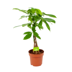 Pachira Aquatica - Geldboom - P17 H60 - Kamerplant