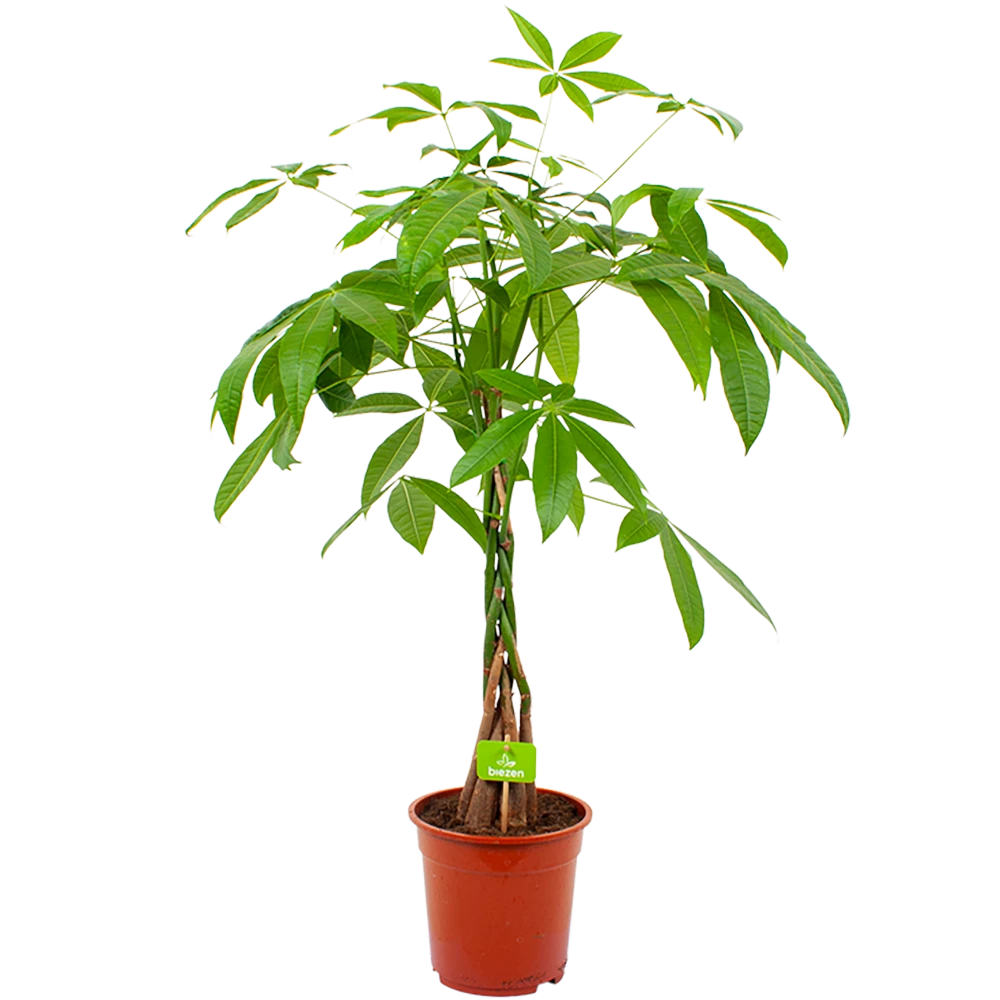 Pachira Aquatica - Geldboom - P19 H80 - Kamerplant 3 Pachira Aquatica - Geldboom - P19 H80 - Kamerplant