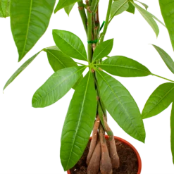 Pachira Aquatica - Geldboom - P19 H80 - Kamerplant 6 Pachira Aquatica - Geldboom - P19 H80 - Kamerplant -uinbenodigdheden Verkoop 2024 pachira aquatica geldboom p19 h80 5