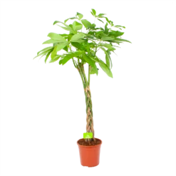 Pachira Aquatica - Geldboom - P24 H135 - Kamerplant