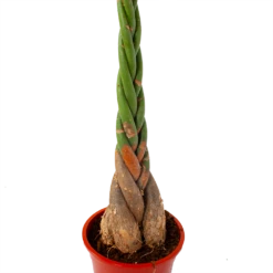 Pachira Aquatica - Geldboom - P27 H150 - Kamerplant 7 Pachira Aquatica - Geldboom - P27 H150 - Kamerplant -uinbenodigdheden Verkoop 2024 pachira aquatica geldboom p27 h150 5