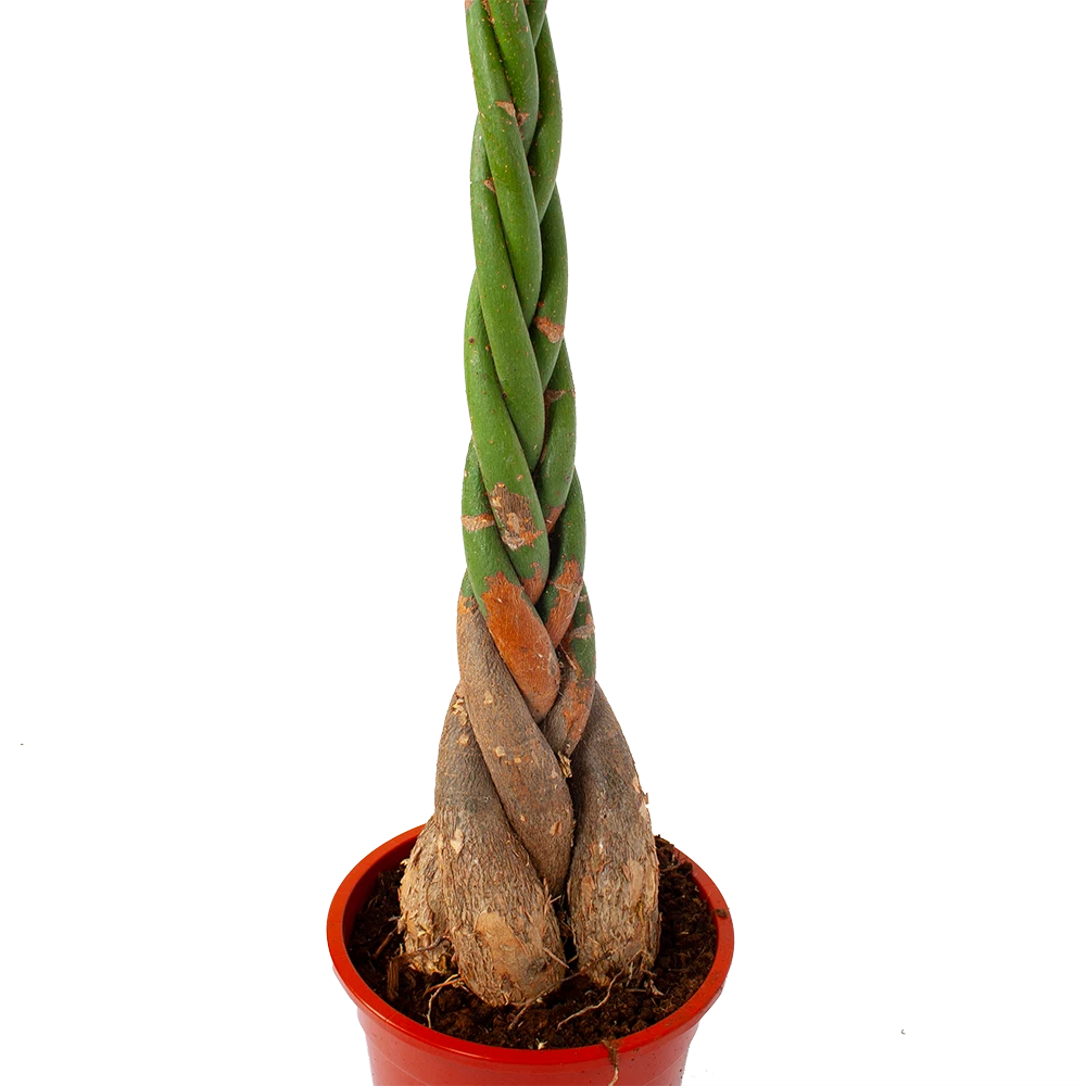 Pachira Aquatica - Geldboom - P27 H150 - Kamerplant 4 Pachira Aquatica - Geldboom - P27 H150 - Kamerplant - Image 2