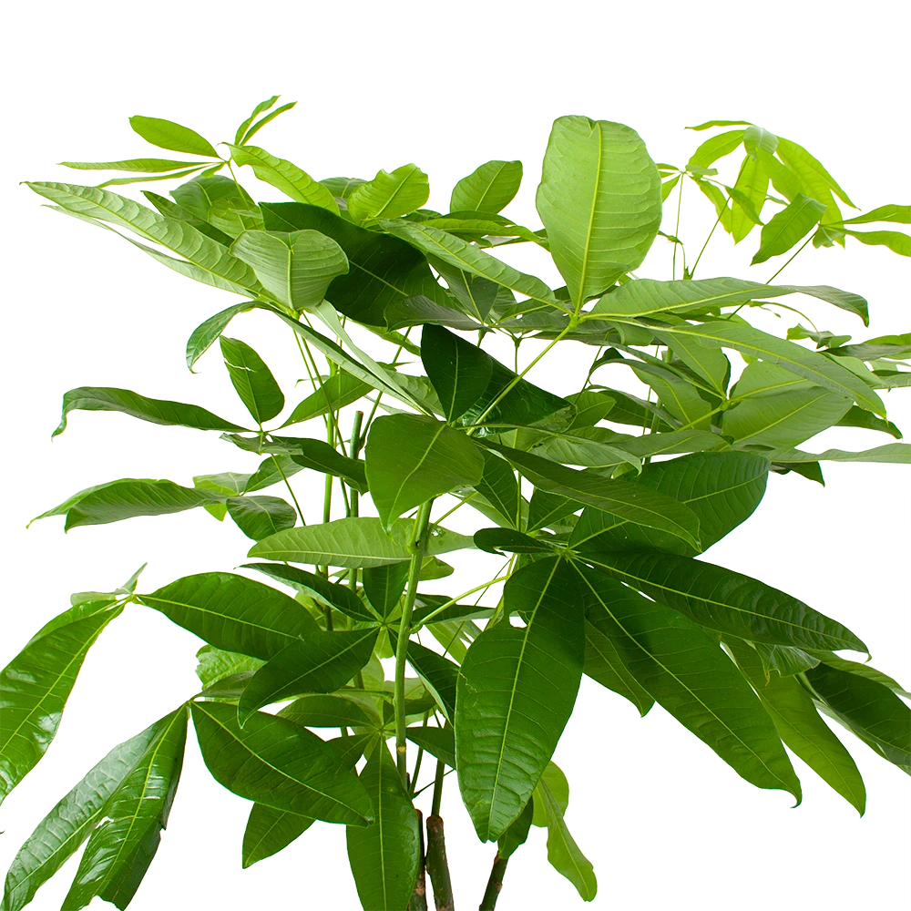 Pachira Aquatica - Geldboom - P27 H150 - Kamerplant 5 Pachira Aquatica - Geldboom - P27 H150 - Kamerplant - Image 3