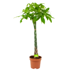 Pachira Aquatica - Geldboom - P30 H150 - Kamerplant