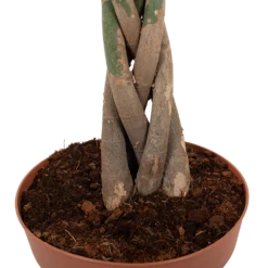 Pachira Aquatica - Geldboom - P30 H150 - Kamerplant -uinbenodigdheden Verkoop 2024 pachira aquatica geldboom p30 h150 6 1