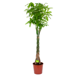 Pachira Aquatica - Geldboom - P31 H170 - Kamerplant