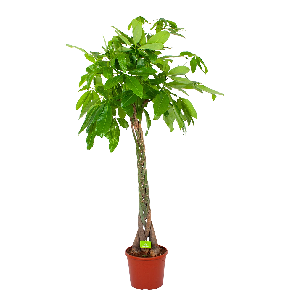 Pachira Aquatica - Geldboom - P35 H190 - Kamerplant 3 Pachira Aquatica - Geldboom - P35 H190 - Kamerplant