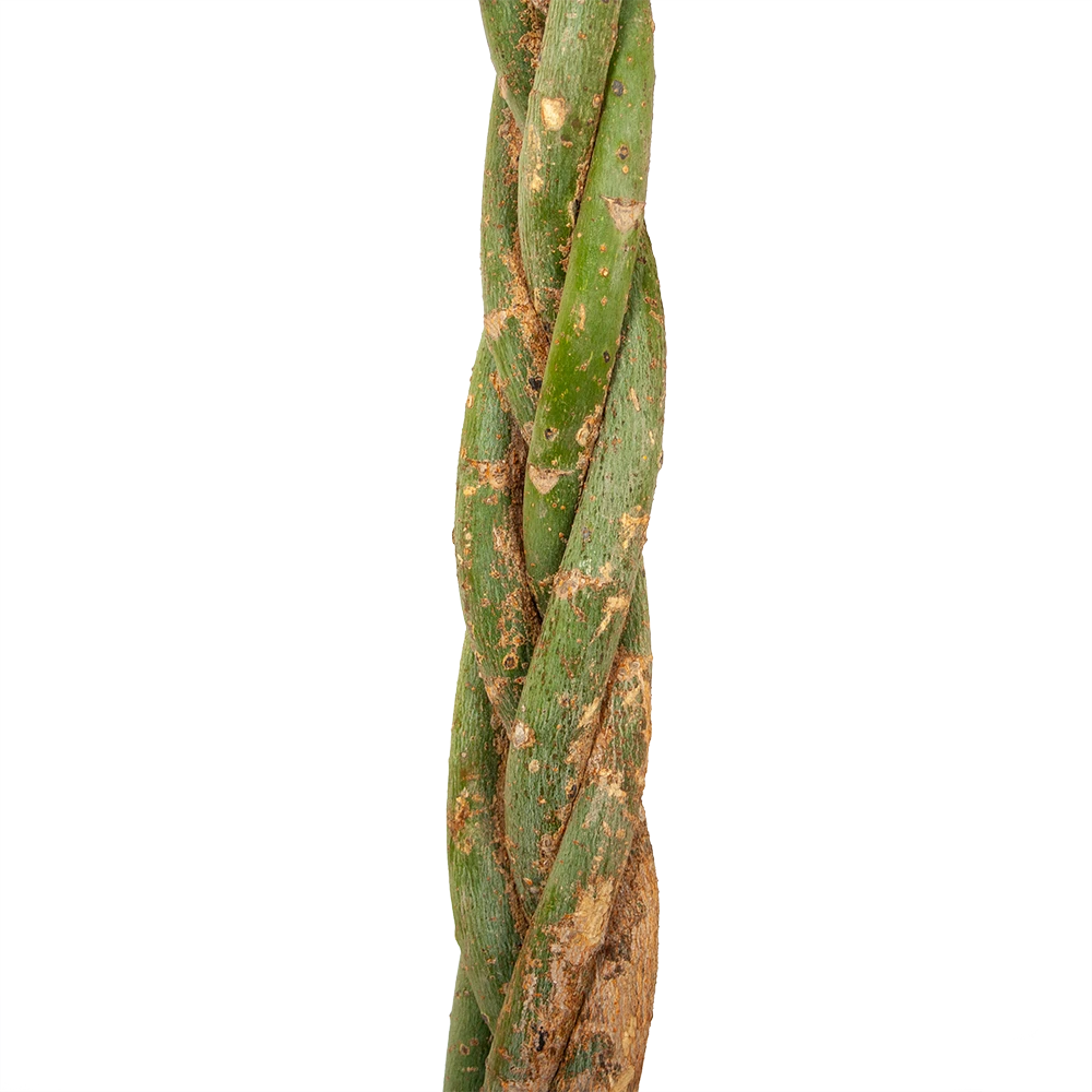 Pachira Aquatica - Geldboom - P35 H190 - Kamerplant 4 Pachira Aquatica - Geldboom - P35 H190 - Kamerplant - Image 2