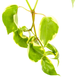 Peperomia Scandens Variegata - In Hangpot - P17 H30 - Kamerplant -uinbenodigdheden Verkoop 2024 peperomia scandens variegata in hangpot p17 h30 6