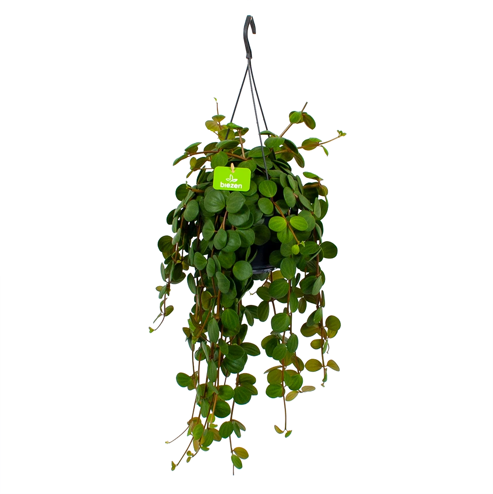 Peperomia Tetraphylla - In Hangpot - P15 H25 - Kamerplant 3 Peperomia Tetraphylla - In Hangpot - P15 H25 - Kamerplant