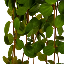 Peperomia Tetraphylla - In Hangpot - P15 H25 - Kamerplant 8 Peperomia Tetraphylla - In Hangpot - P15 H25 - Kamerplant -uinbenodigdheden Verkoop 2024 peperomia tetraphylla in hangpot p15 h25 6