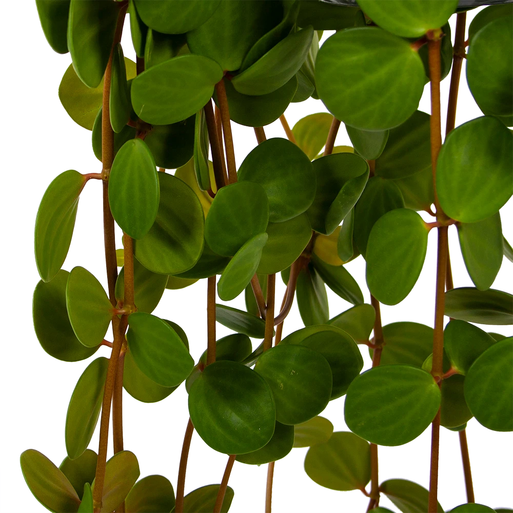 Peperomia Tetraphylla - In Hangpot - P15 H25 - Kamerplant 5 Peperomia Tetraphylla - In Hangpot - P15 H25 - Kamerplant - Image 3
