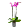 3 Taks Phalaenopsis Evolution - Vlinderorchidee - P12 H60 - Kamerplant