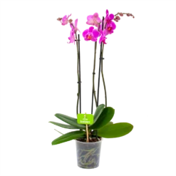 Gazebo Parts Direct Sales Store 41 3 Taks Phalaenopsis Evolution - Vlinderorchidee - P12 H60 - Kamerplant