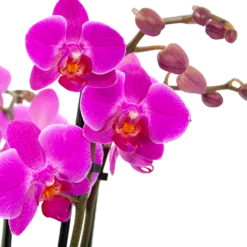 Gazebo Parts Direct Sales Store -uinbenodigdheden Verkoop 2024 phalaenopsis vlinderorchidee 3 taks p12 h60 donker roze 5