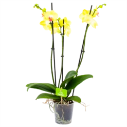 Gazebo Parts Direct Sales Store 45 3 Taks Phalaenopsis Limelight - Vlinderorchidee - P12 H60 - Kamerplant