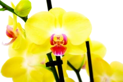 Gazebo Parts Direct Sales Store -uinbenodigdheden Verkoop 2024 phalaenopsis vlinderorchidee 3 taks p12 h60 geel 5