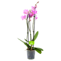 Gazebo Parts Direct Sales Store 37 3 Taks Phalaenopsis Bloomington - Vlinderorchidee - P12 H60 - Kamerplant