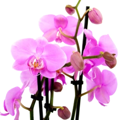 Gazebo Parts Direct Sales Store -uinbenodigdheden Verkoop 2024 phalaenopsis vlinderorchidee 3 taks p12 h60 roze 5