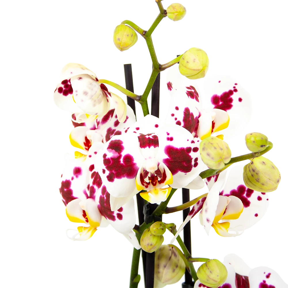 3 Taks Phalaenopsis Pop Art - Vlinderorchidee - P12 H60 - Kamerplant - Image 2