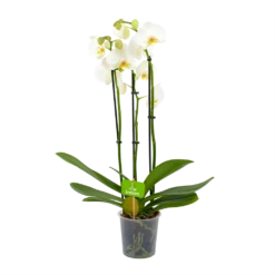 Gazebo Parts Direct Sales Store 43 3 Taks Phalaenopsis Lighthouse - Vlinderorchidee - P12 H60 - Kamerplant